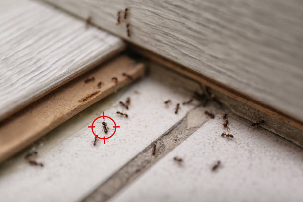 Best Best Pest Control Companies  in Encantada Ranchito El Calaboz, TX